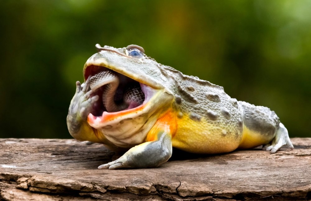 Лягушка бык