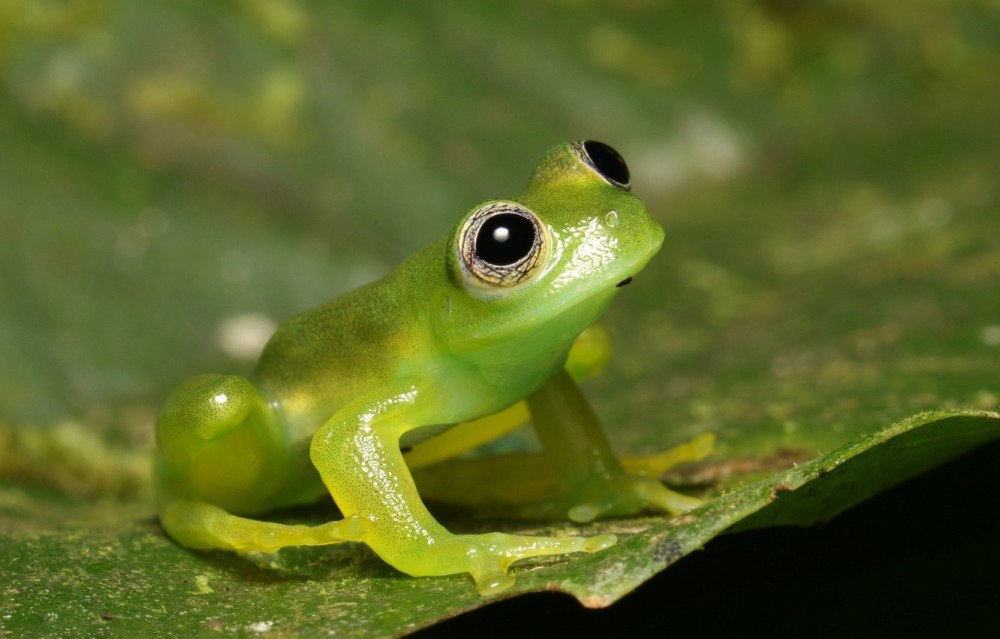 Карликовая квакша лягушка