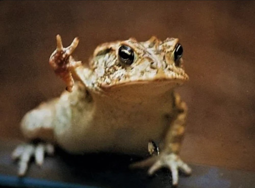 Смешные лягушки