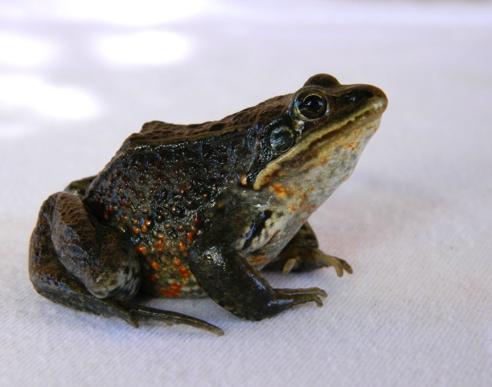 Сибирская Амурская лягушка