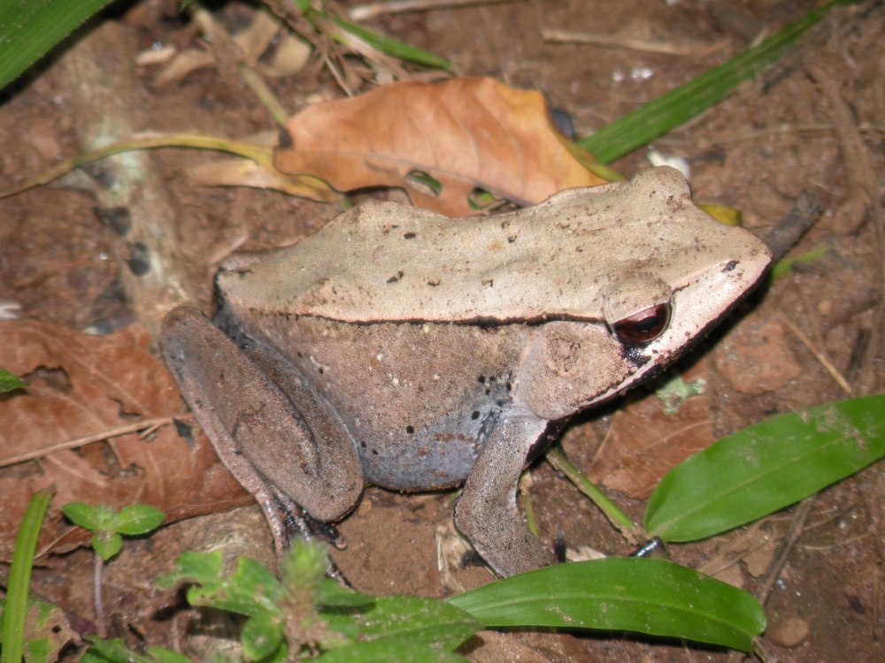 Бугорчатая лягушка