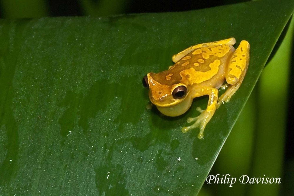 Лягушка Кокоа