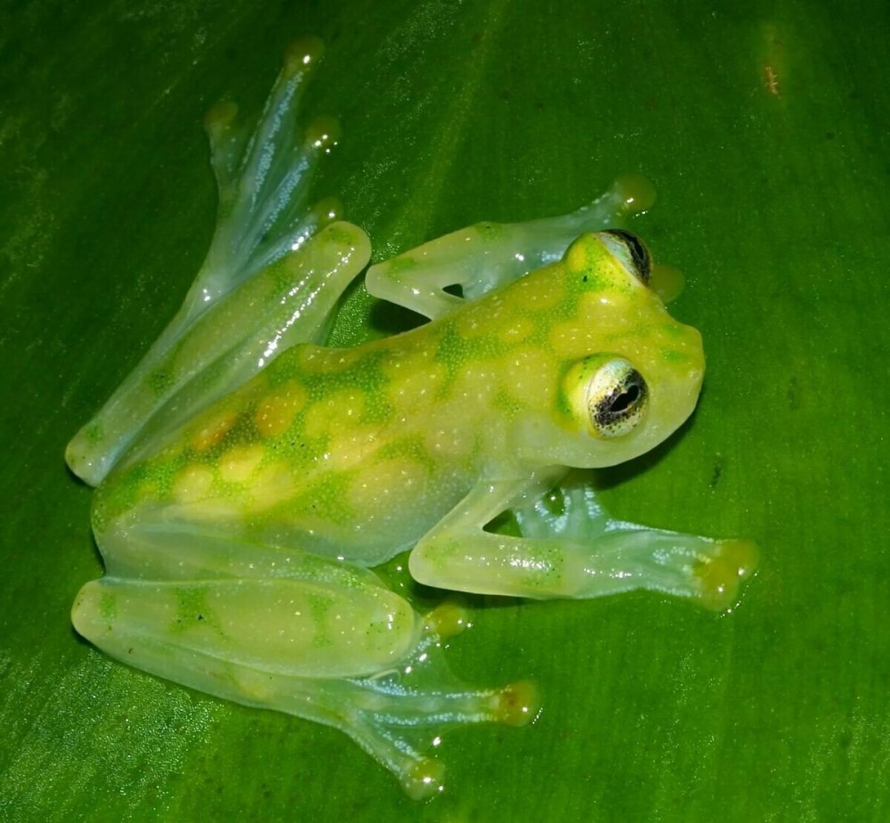 Оранжевобокая квакша