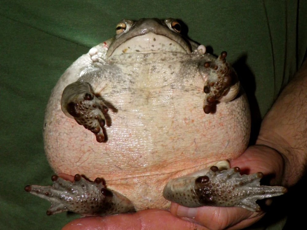 Лягушка водонос гигантский