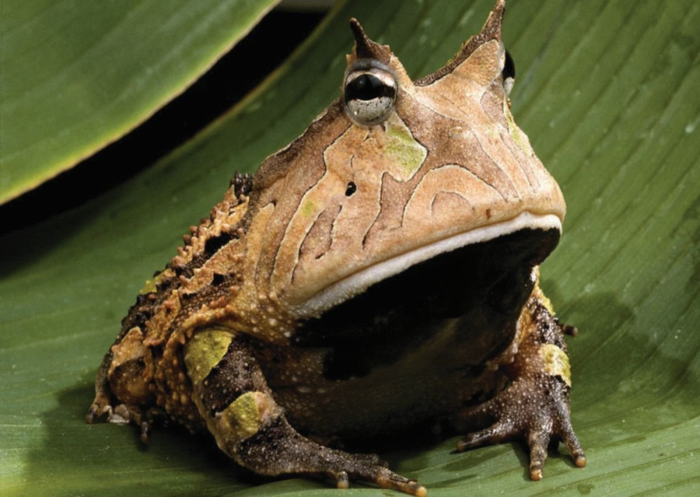 Птицеголосая квакша