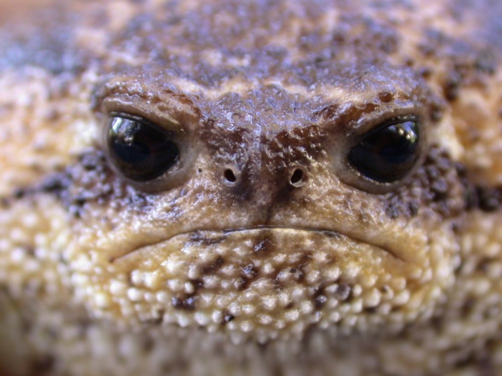 Черная дождевая лягушка breviceps fuscus