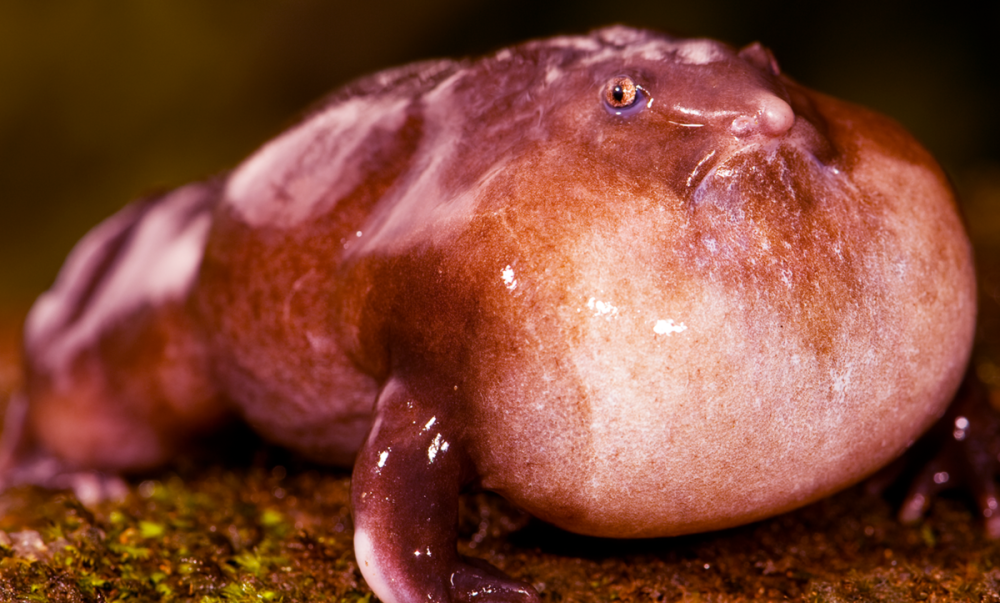 Южно африканской Жабы Bufo superciliaris