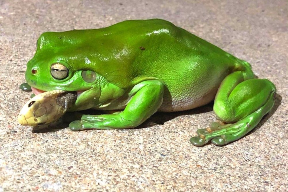 Зеленая ядовитая лягушка