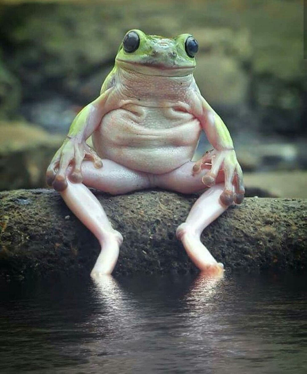 Лягушка сидящая