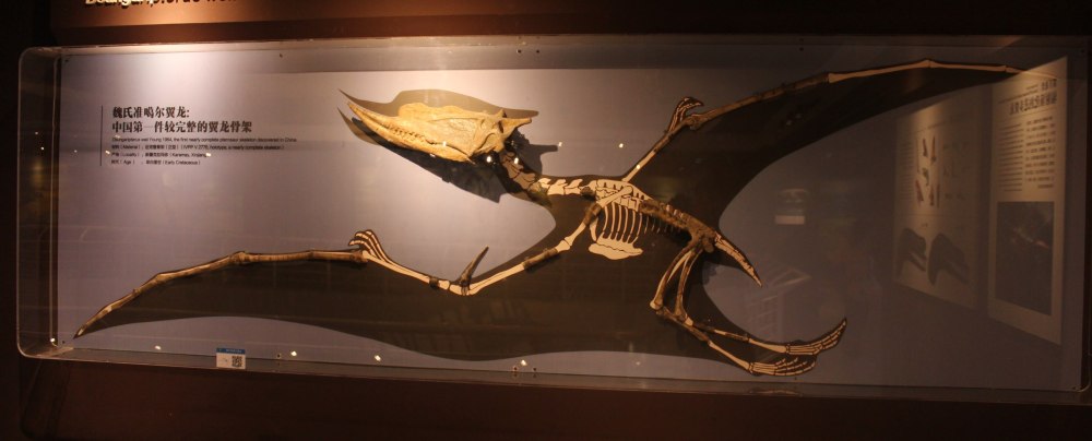 Dsungaripterus skeletal