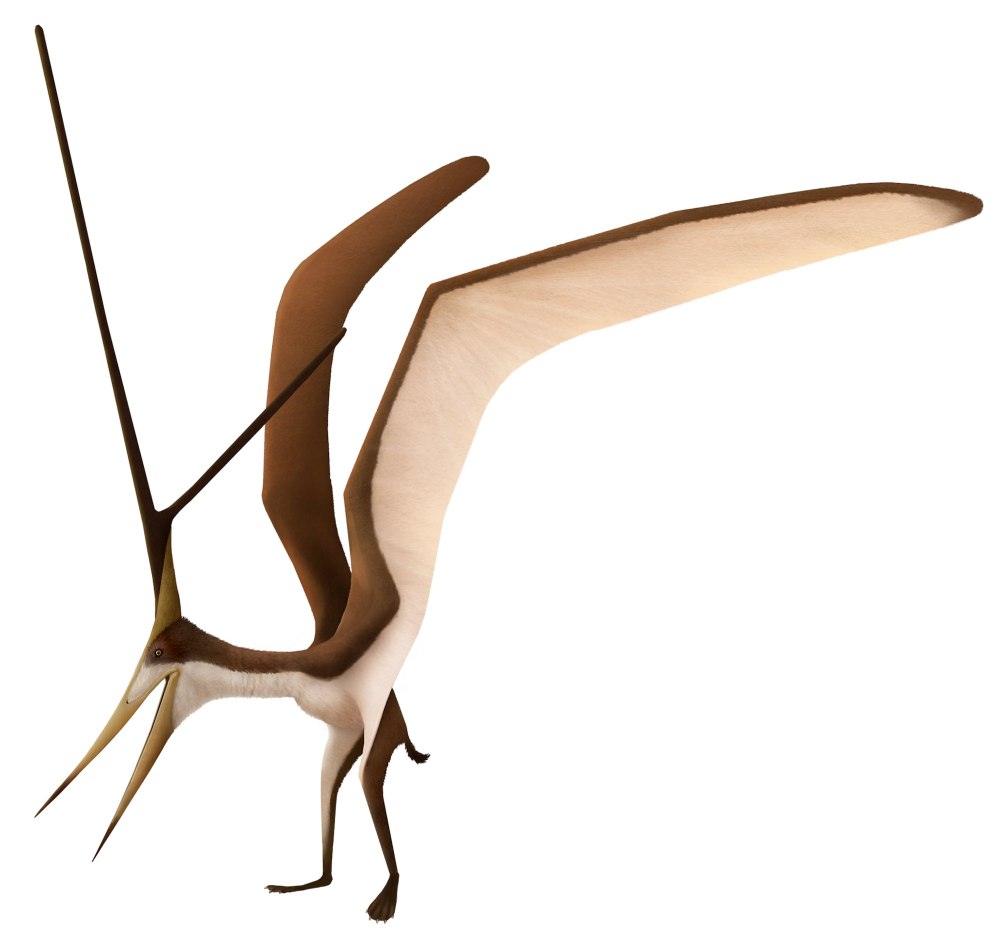 Nyctosaurus gracilis