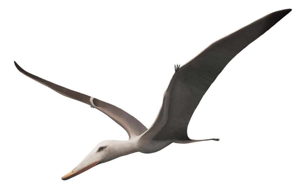 Liaoningopterus