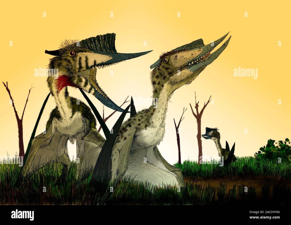Dsungaripterus Witton