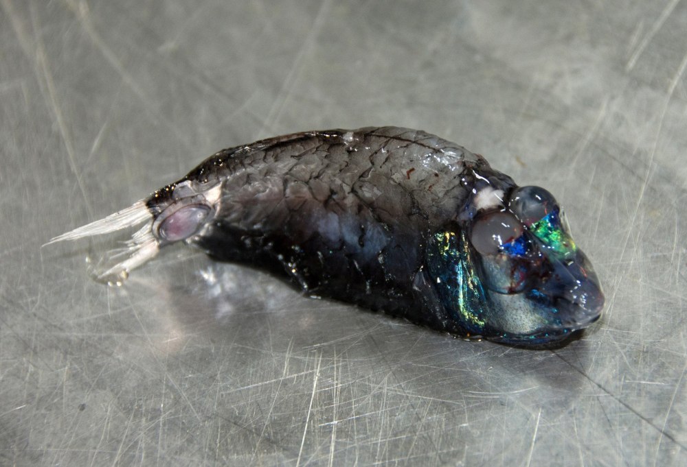 Barreleye Fish рыба