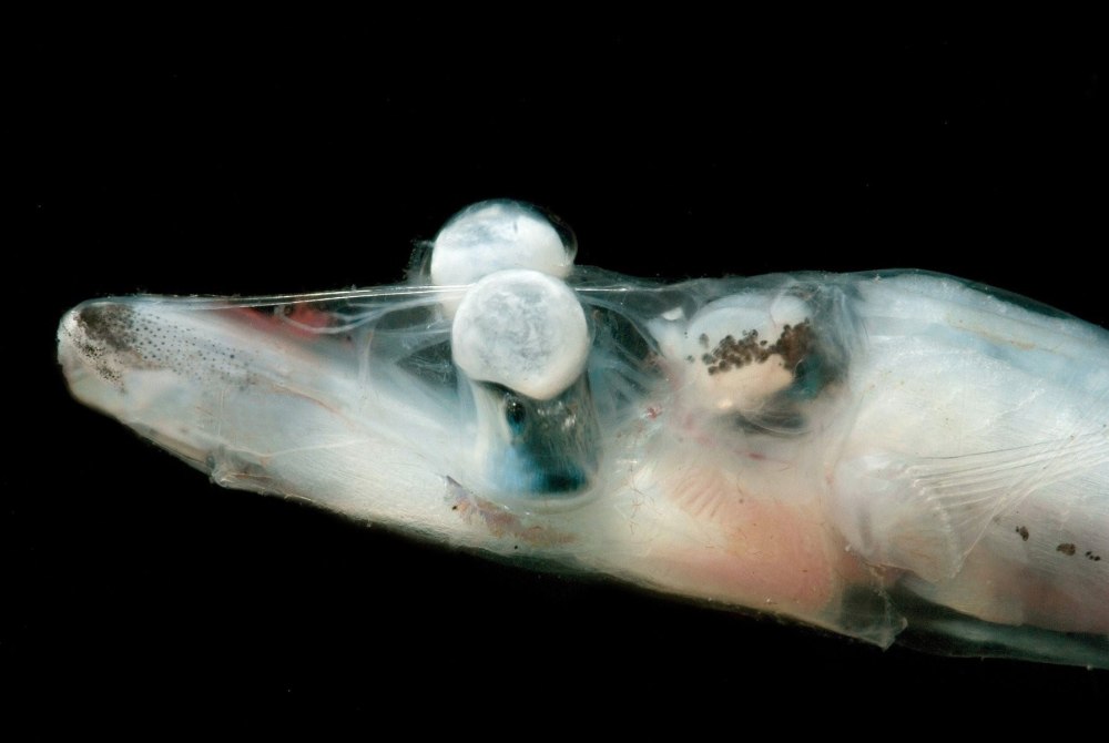 Barreleye Fish рыба