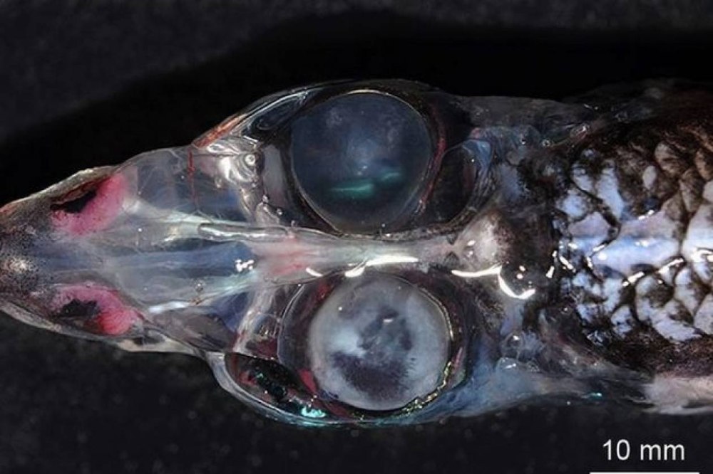 Pacific Barreleye Fish