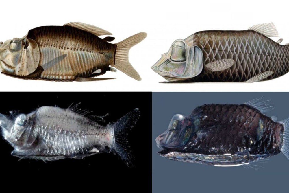 Opisthoproctus soleatus рыба