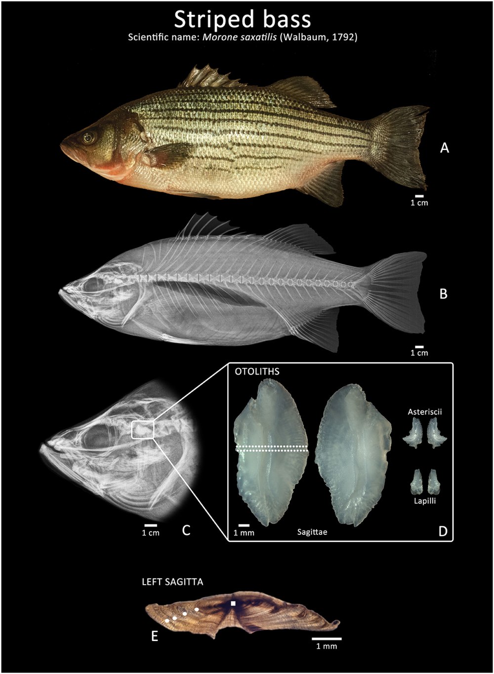 Otolithes рыба