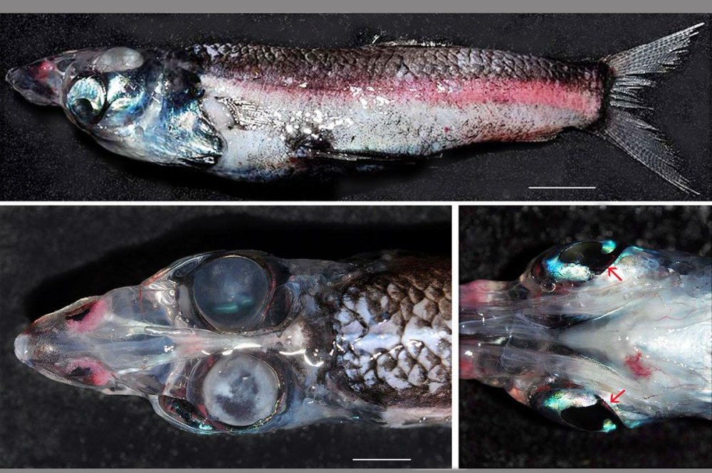 Barreleye Fish рыба