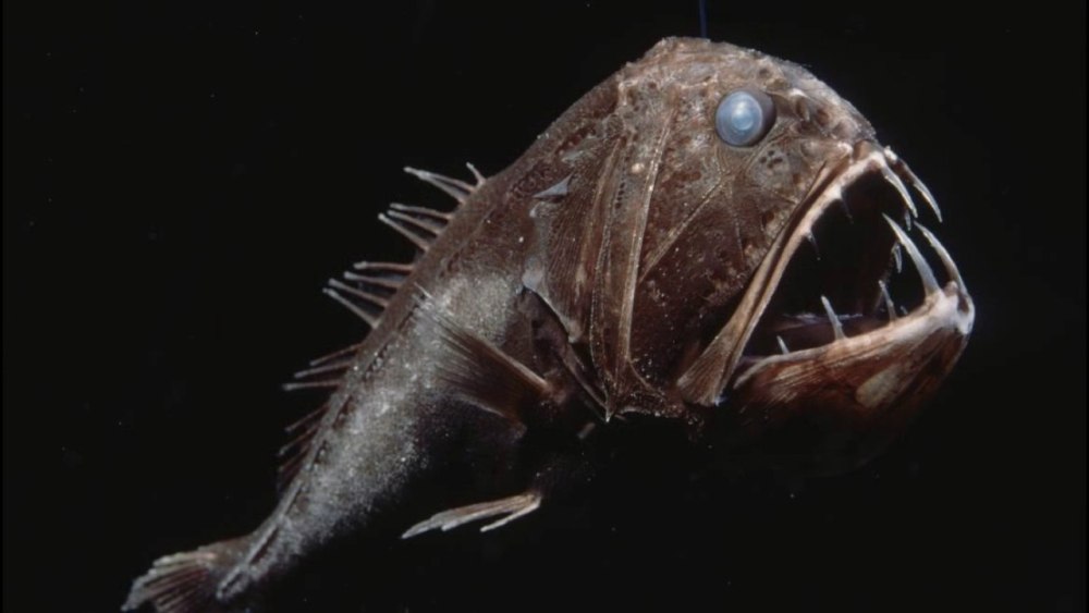 Длиннорогий Саблезуб (Anoplogaster cornuta)