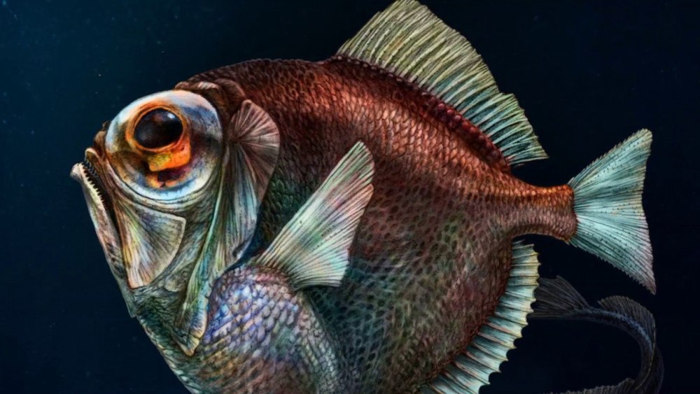 Diretmus argenteus