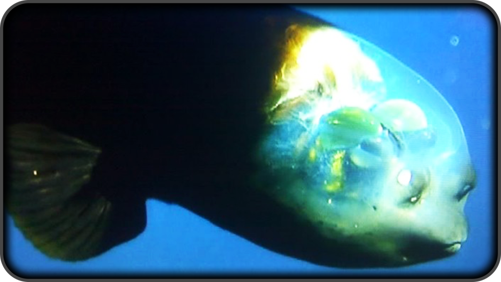 Barreleye Fish рыба