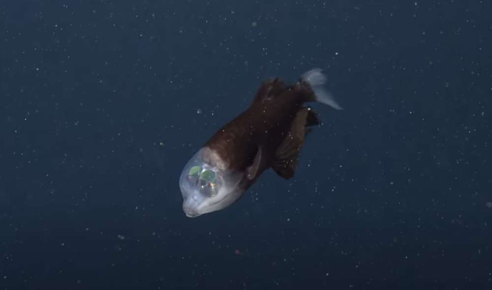 Barreleye рыба