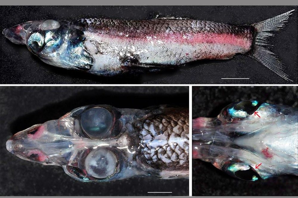 Barreleye Fish рыба