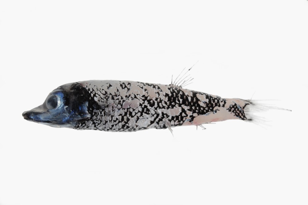 Winteria telescopa