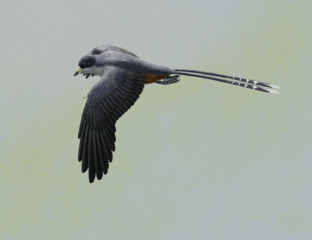 Jeholornis птица