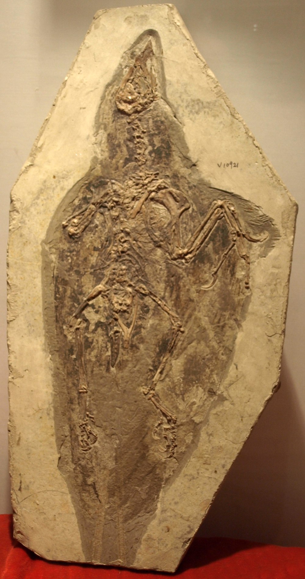 Confuciusornis Sanctus