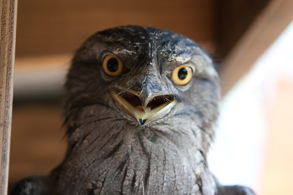Фото птицы Confuciusornis