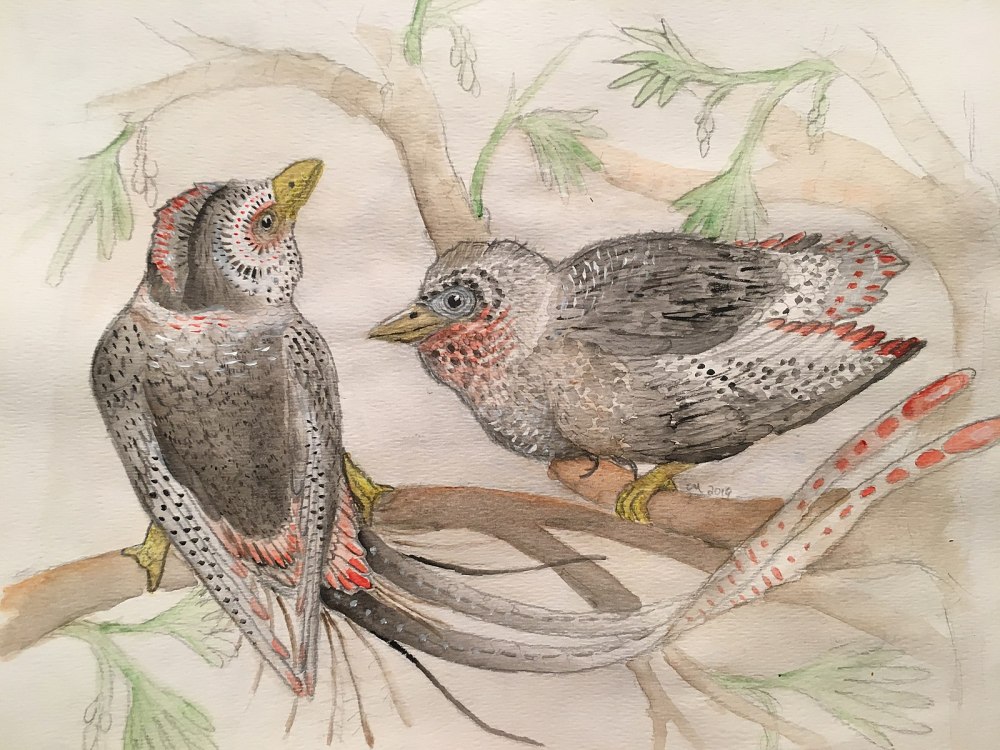 Confuciusornis fosdili