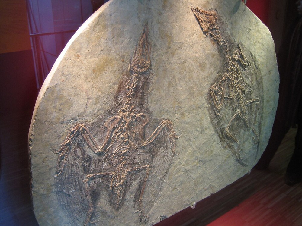 Confuciusornis Sanctus