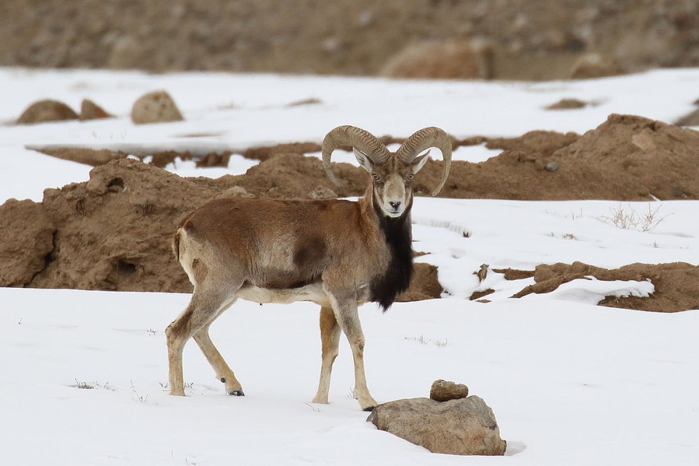 Ovis vignei