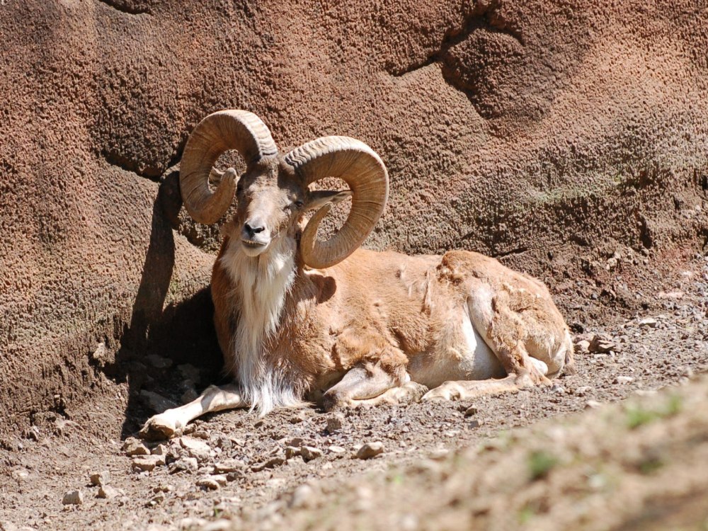 Алтайский горный баран аргали