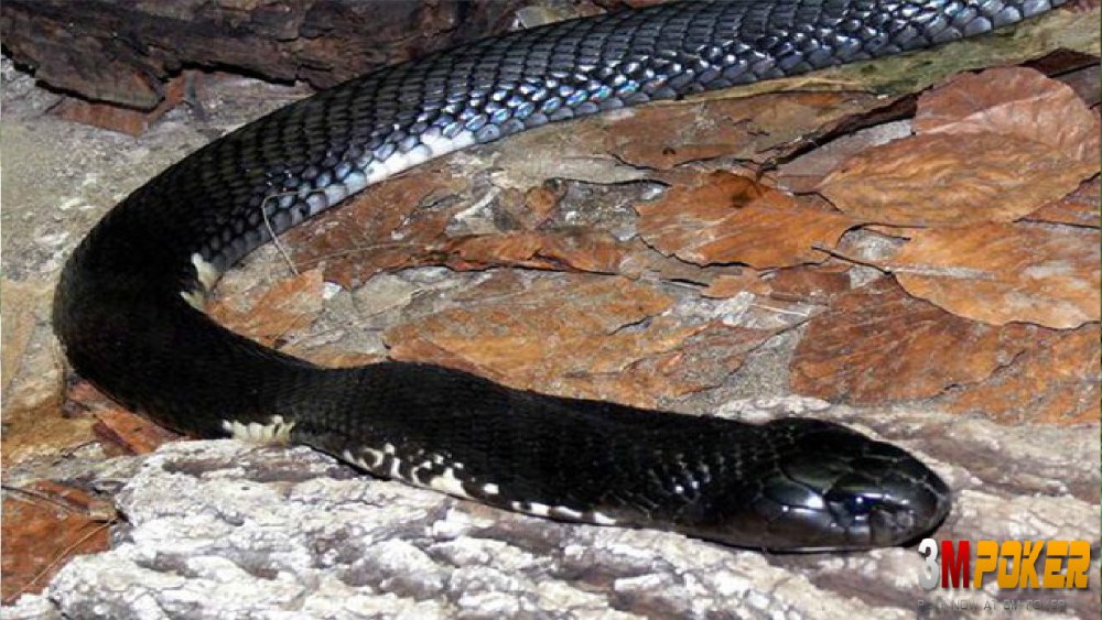 Naja Siamensis