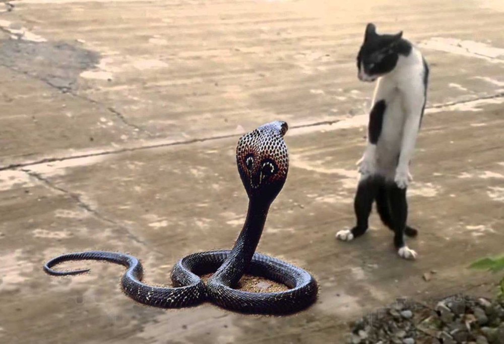 Королевская Кобра кошка