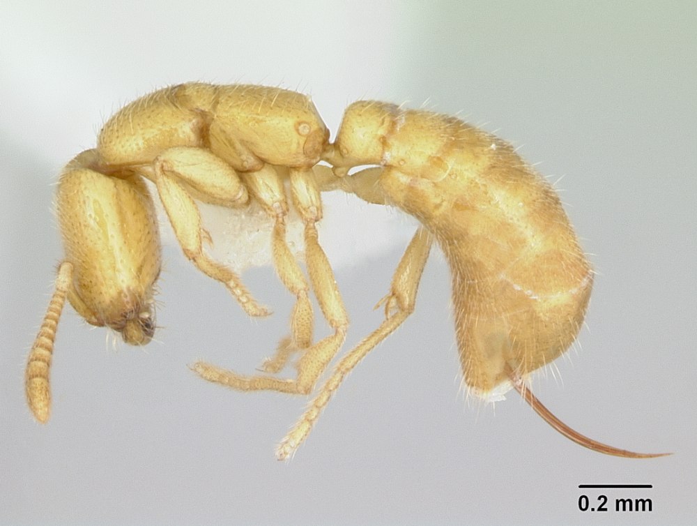 Adetomyrma Venatrix