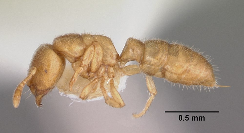 Parapercis punctulata