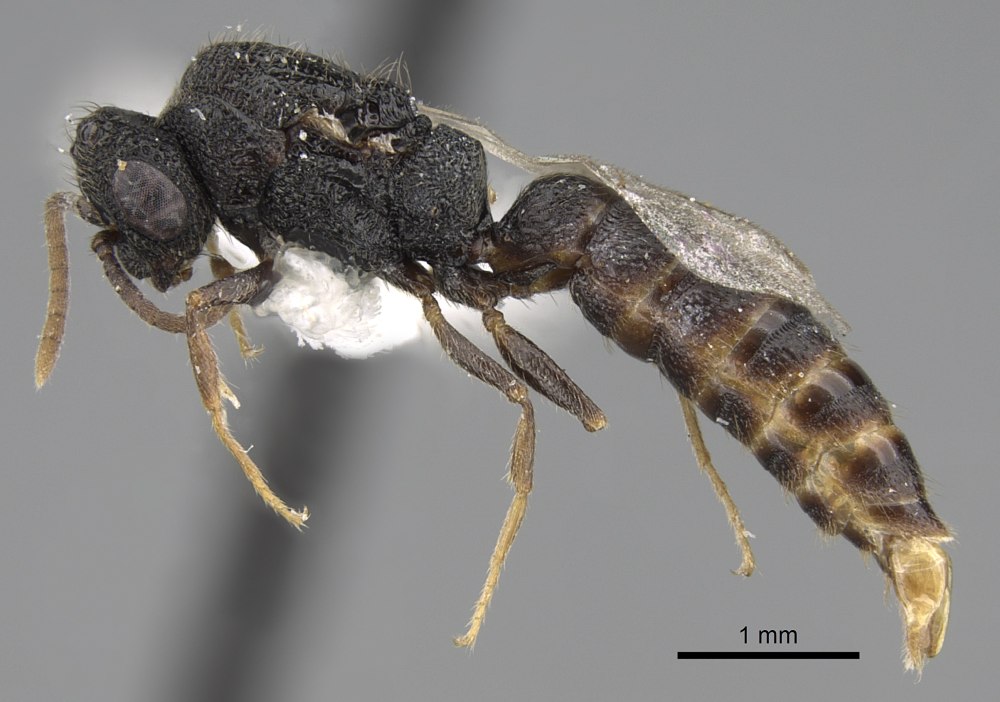 Stigmatomma Pertinax