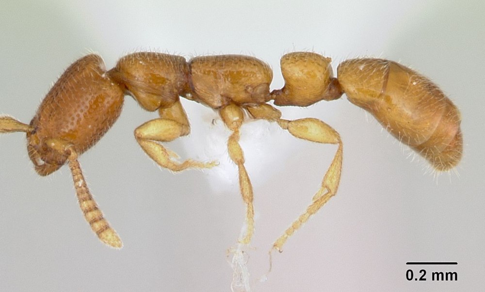 Stigmatomma rubiginoum