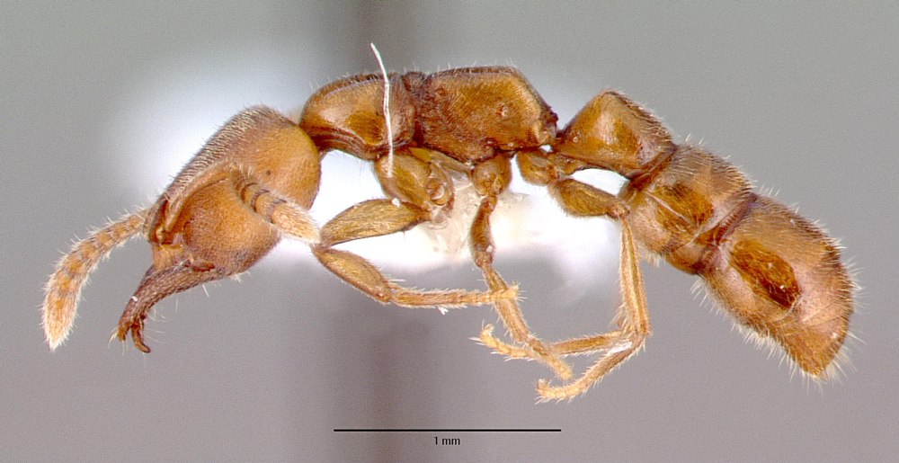 Stigmatomma reclinatum