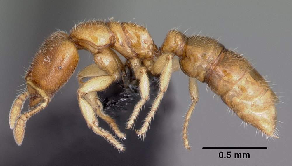 Amblyoponinae