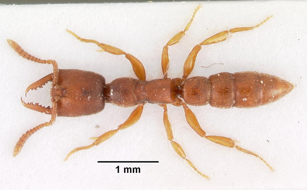 Stigmatomma rubiginosum