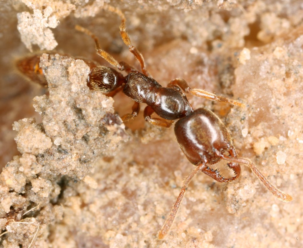 Stigmatomma reclinatum