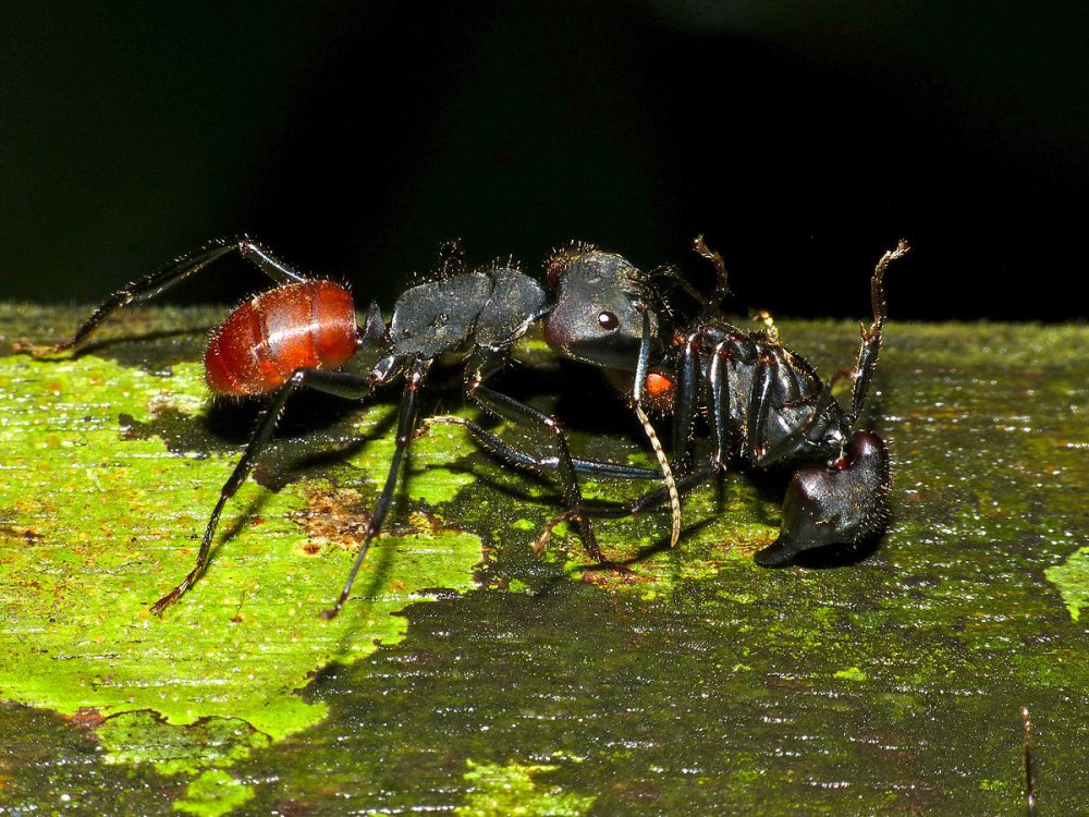 Camponotus Gigas Dead