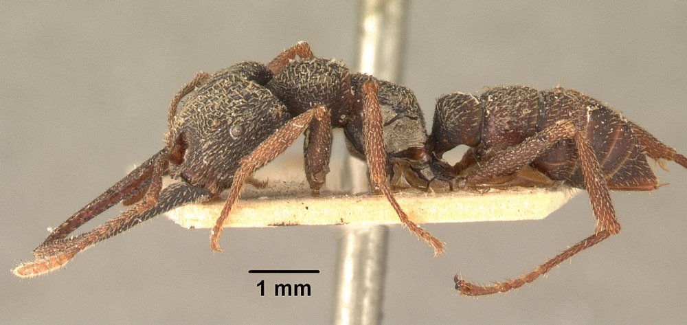 Adetomyrma вид муравьев