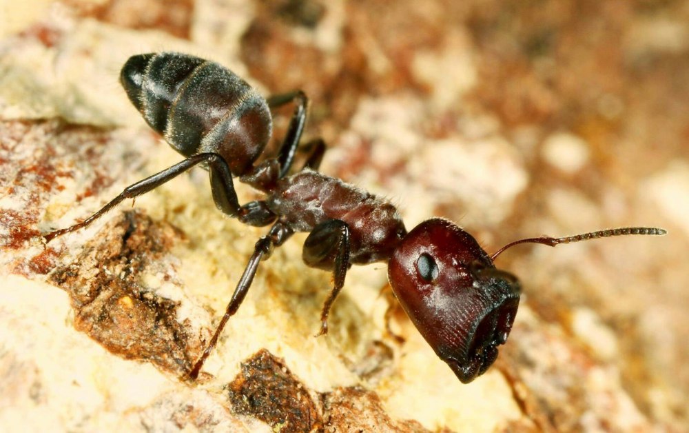 Colobopsis EXPLODENS