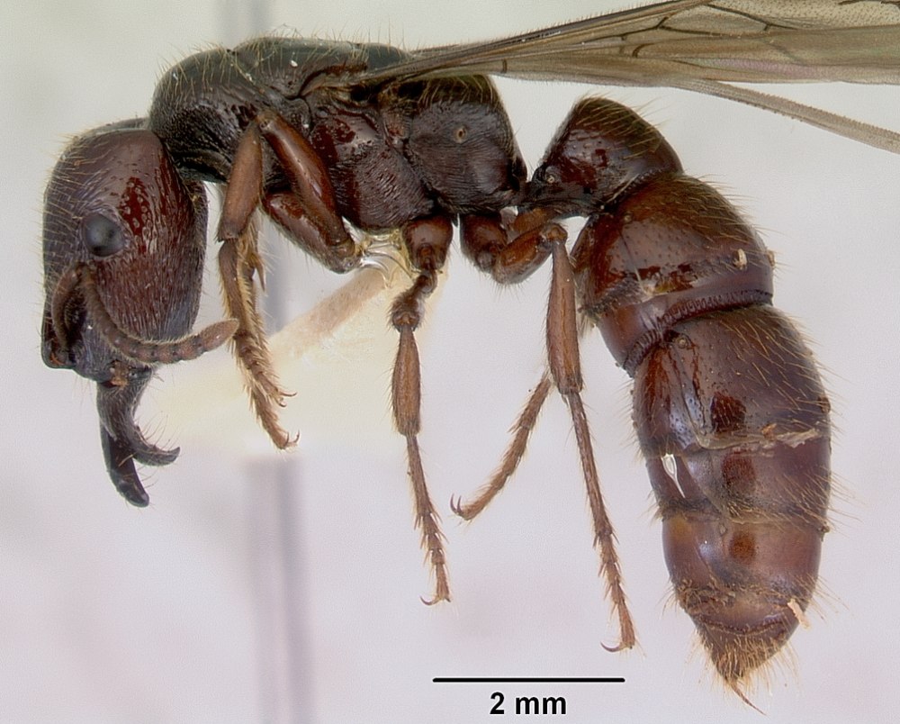 Amblyopone Australis